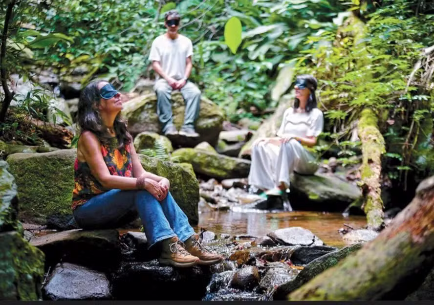 Healing Through Forest Bathing